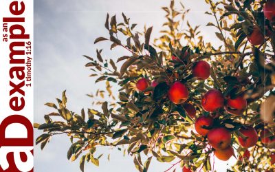 A confessing community: The fall