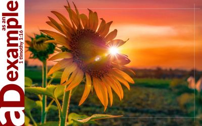 The seven sayings: Forgiveness