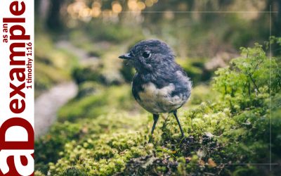 It’s What You Make of It (Psalm 13)