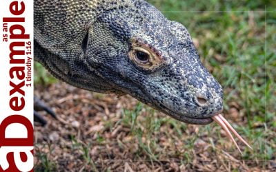 A Timeless Text (Psalm 52)