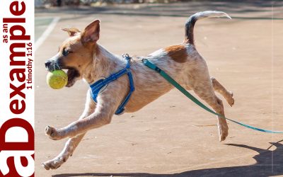 Grace Unleashed (Psalm 85)