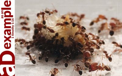 The Ant and the Tapeworm