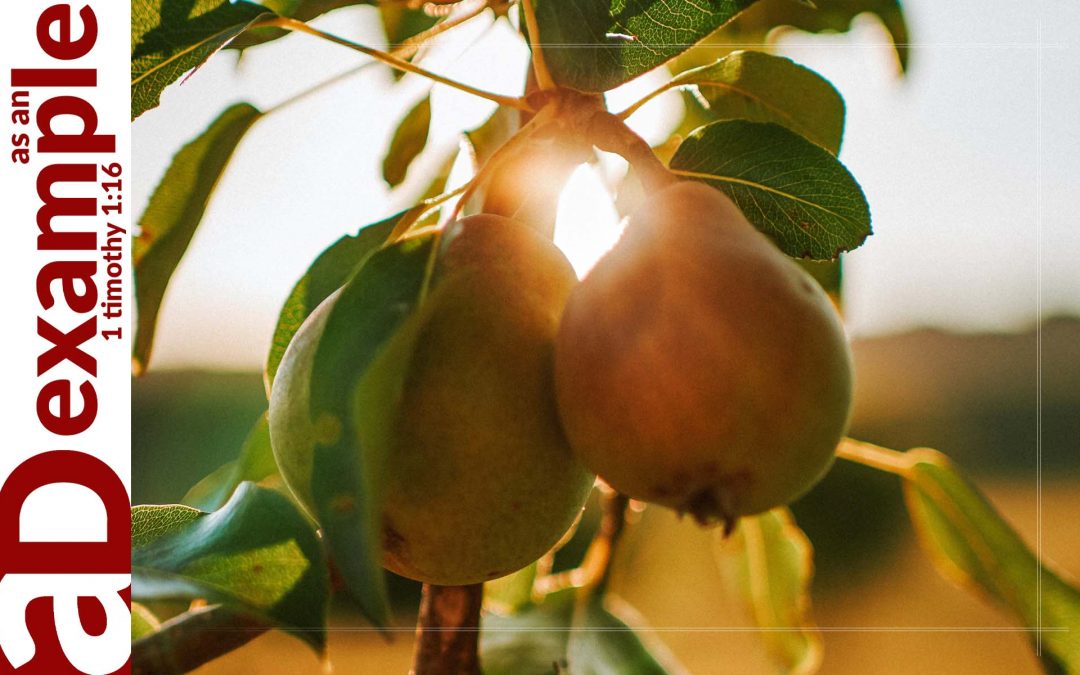 Those Who Fear the Lord (Psalm 112)