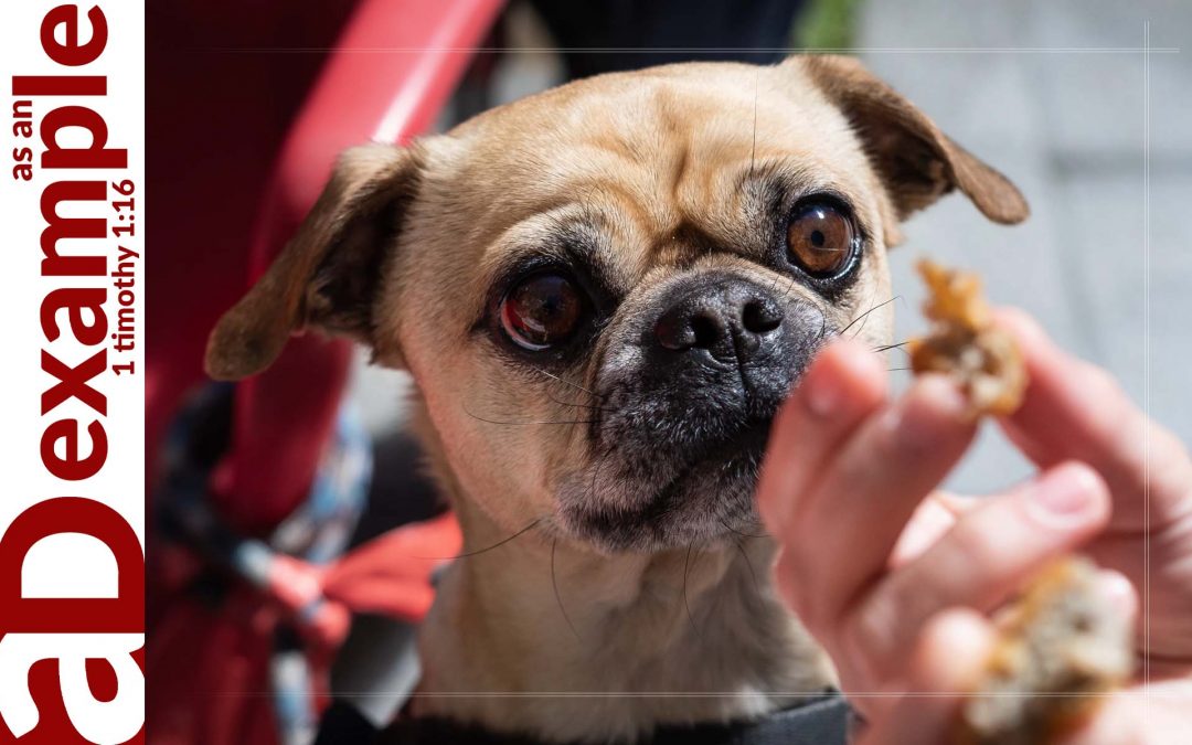 Idolising Desire (Psalm 37:4–5)