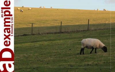 Prostitution of Loyalties (Hosea 2:2–23)