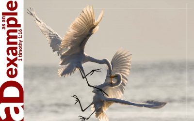 The Dangers of Dominance (Hosea 10)