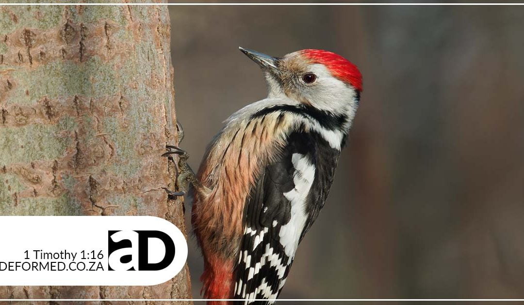 The Haughty Woodpecker (Obadiah 1–21)