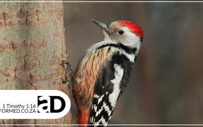 The Haughty Woodpecker (Obadiah 1–21)