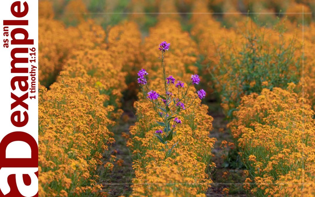 Hopeful Holiness (1 Peter 1:13–16)