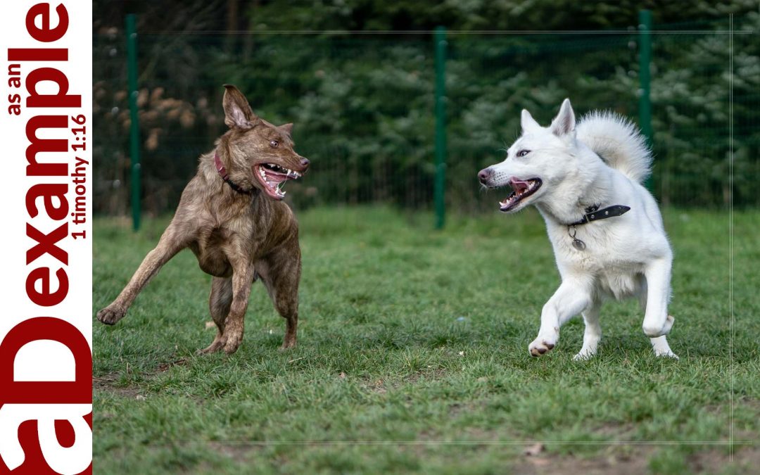 Hopeful Intentionality—Toward Enemies (Part 2) (1 Peter 3:8–17)