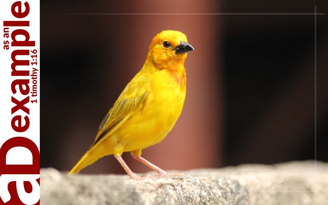 Canaries in a Coal Mine (2 Peter 2:4–10a)