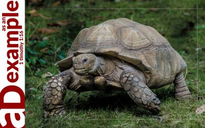 Slow and Steady (2 Peter 2:10b–16)