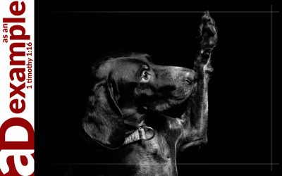 The Truth, the Partial Truth, and Something of the Truth (Job 18)