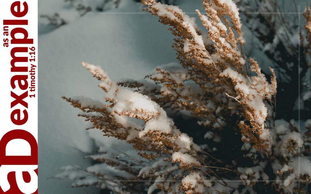 Learning from Foolish Counsel (Job 20)