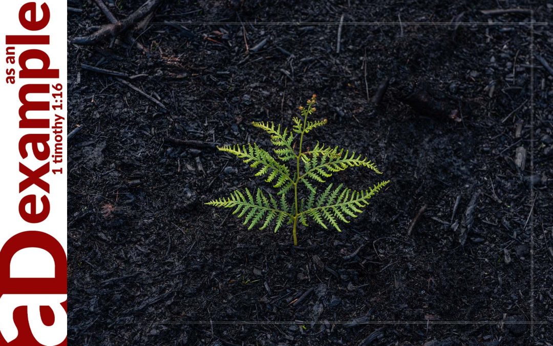 The Resurrection and the Life (John 11:1–44)